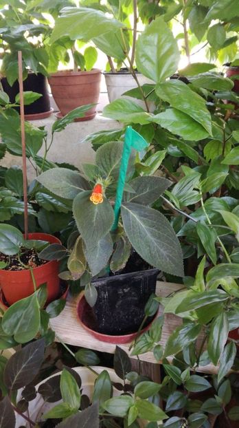  - Colecție personală