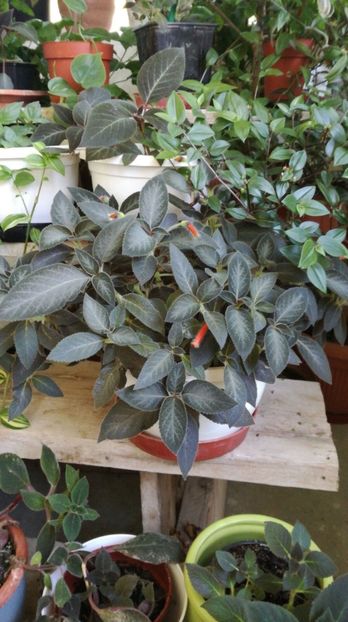  - Colecție personală