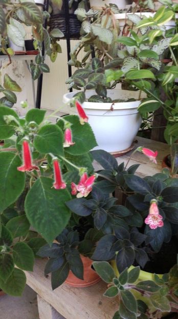  - Colecție personală