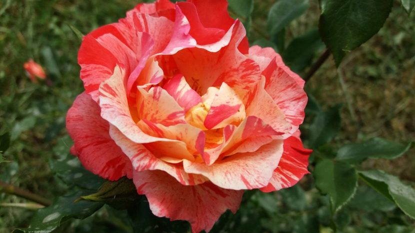 Prima folare, e super! - Grimaldi