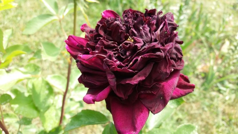 Prima floare pe anul acesta - The Prince