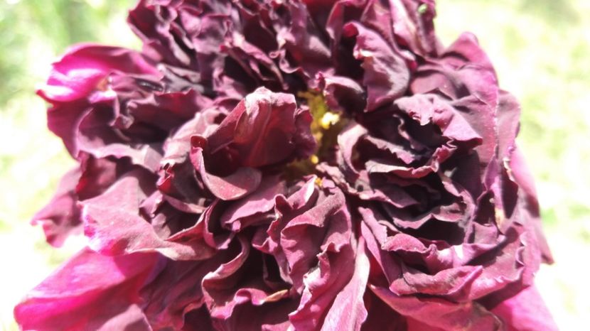 1496837975179-148724593 - The Prince