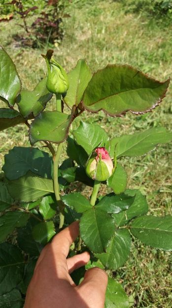 1496838097976-59073981 - Dimov 85-posibil Princess de Monaco