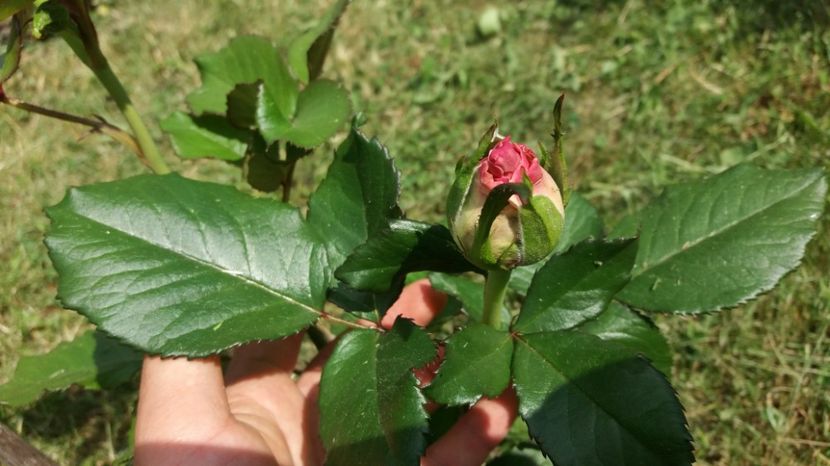 Se pregateste de spectacol... - Dimov 85-posibil Princess de Monaco