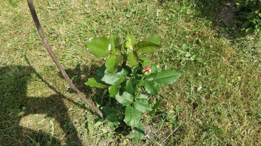 1496838162164-1671050145 - Dimov 85-posibil Princess de Monaco