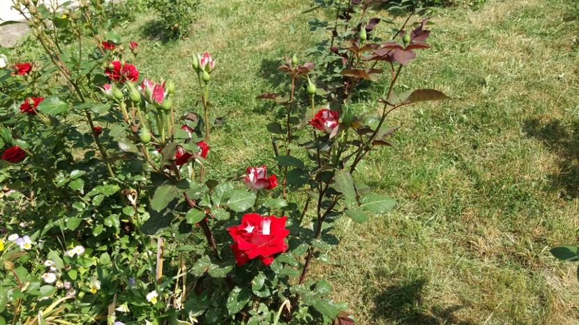 Un trandafir rezistent, florifer ai spectaculos - Allianz