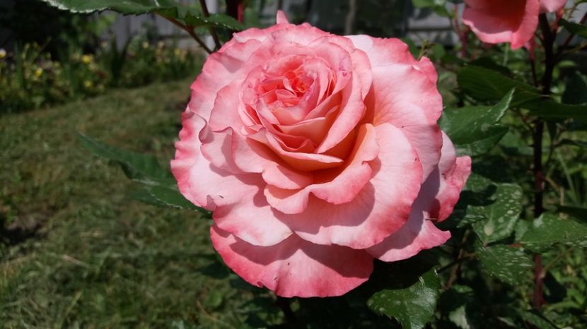 Fetița cu richita - Augusta Louise