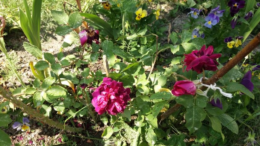 ..de cateva zile se ofileste - Munstead Wood