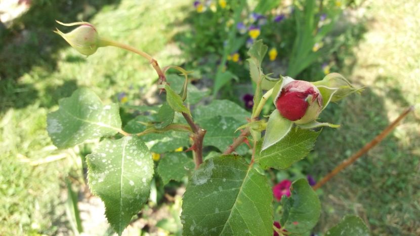 ..unii boboci sunt galbeni....soer sa nu-i sară ochii - Munstead Wood