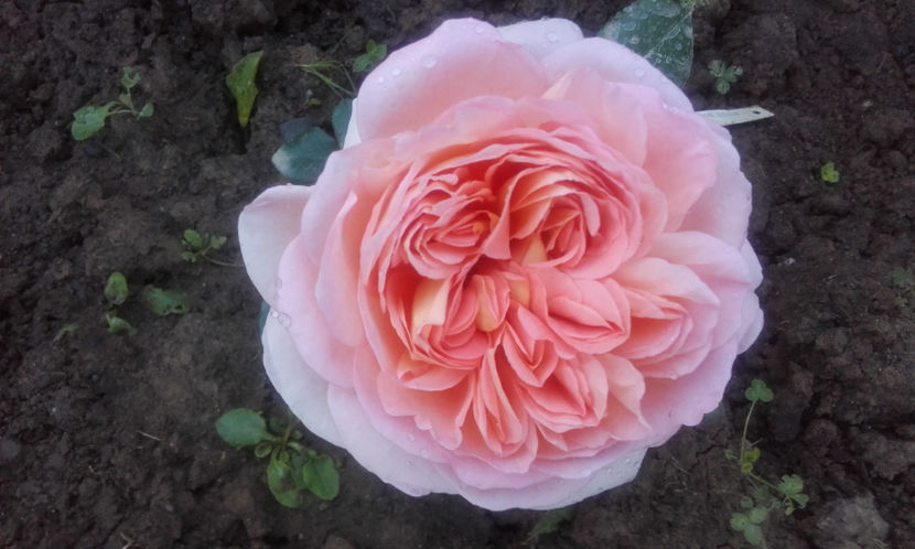  - ABRAHAM DARBY David Austin 3