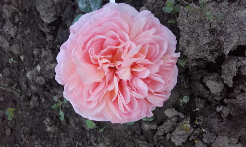  - ABRAHAM DARBY David Austin 3