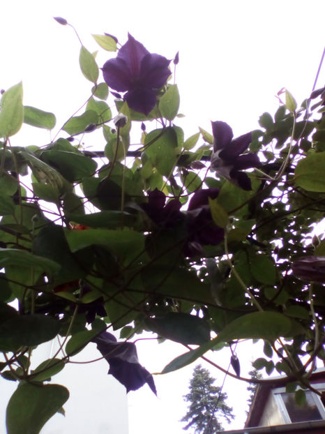 Star of India - 2017