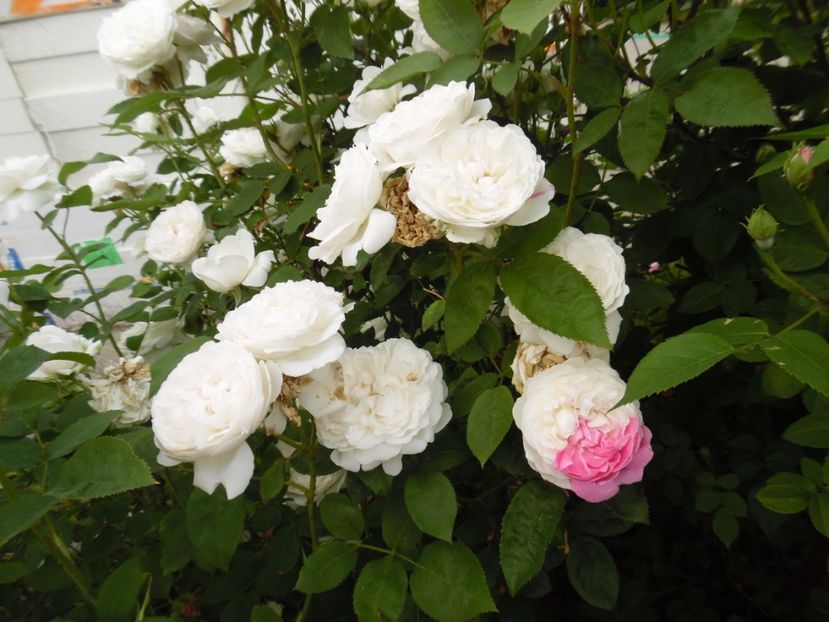  - Engl Winchester Cathedral