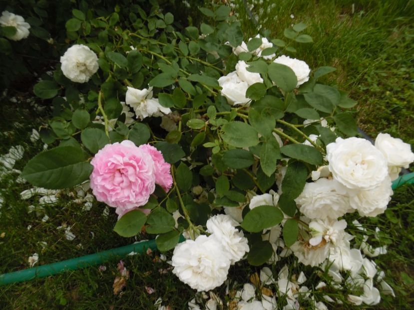 Surpriza! - Engl Winchester Cathedral