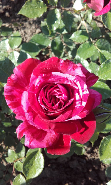  - DEEP IMPRESSION Tantau 2