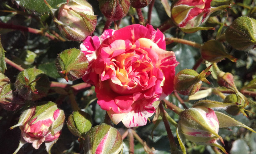  - FIRE FLASH Interplant 3