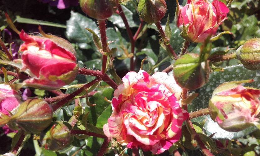  - FIRE FLASH Interplant 3