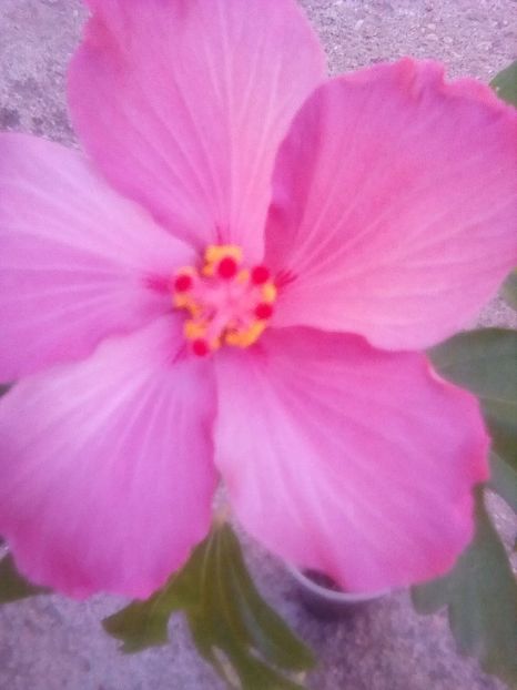  - Hibiscus Blue Wings