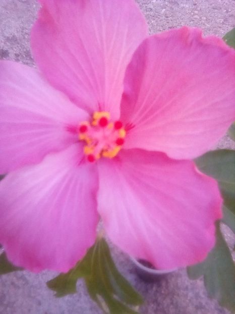  - Hibiscus Blue Wings