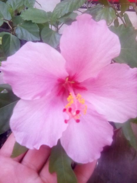  - Hibiscus Blue Wings