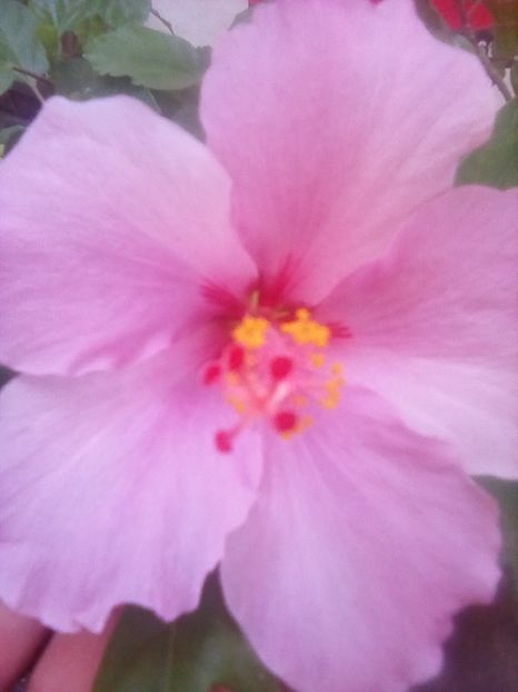  - Hibiscus Blue Wings