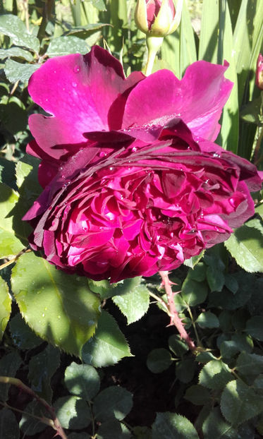 024 (2) - MUNSTEAD WOOD David Austin 3