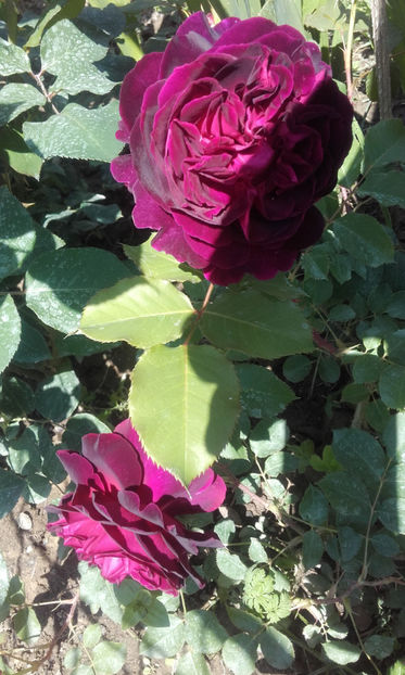  - MUNSTEAD WOOD David Austin 3