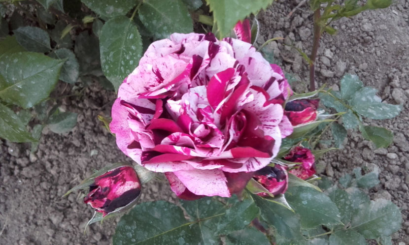  - NEW IMAGINE Dorieux 3