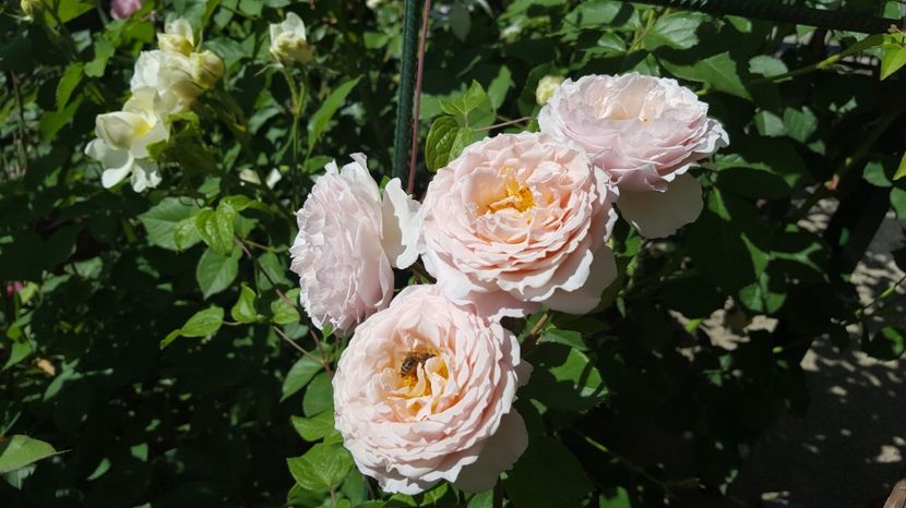  - English rose - James Galway