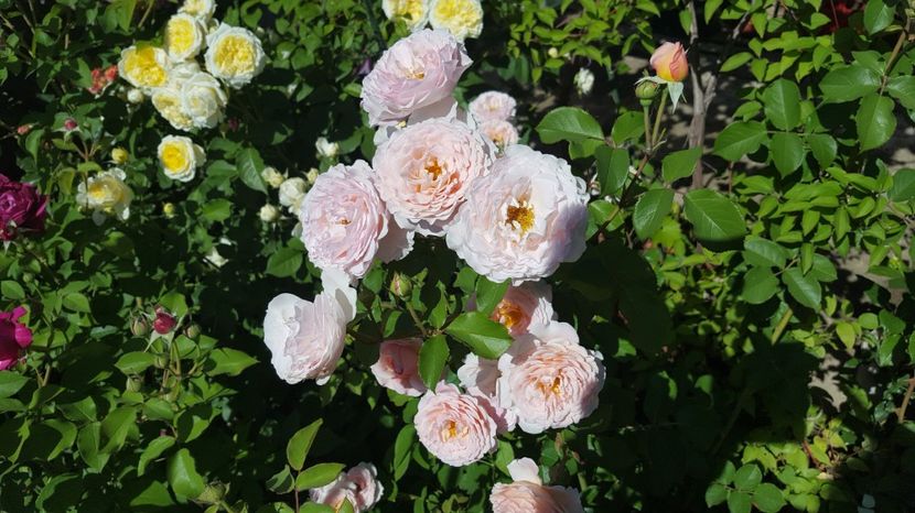  - English rose - James Galway