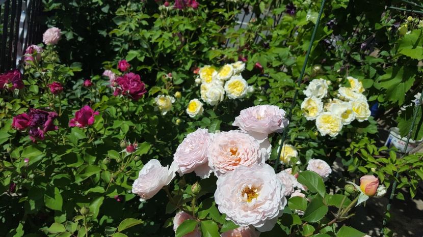  - English rose - James Galway