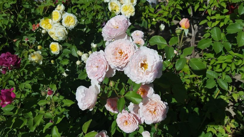  - English rose - James Galway