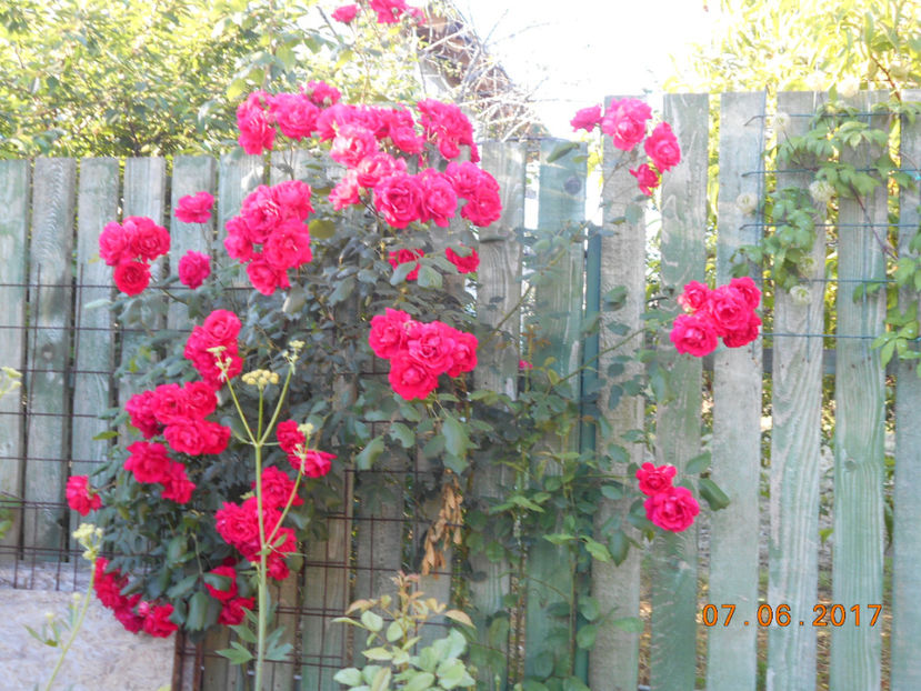 rosu urcator - 4TRANDAFIRI 2017