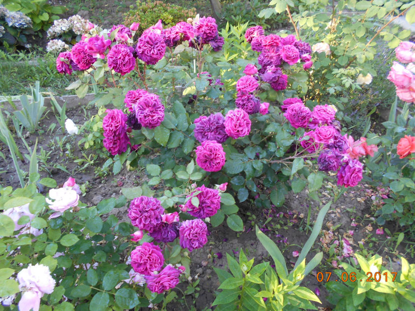 munstead wood - 4TRANDAFIRI 2017