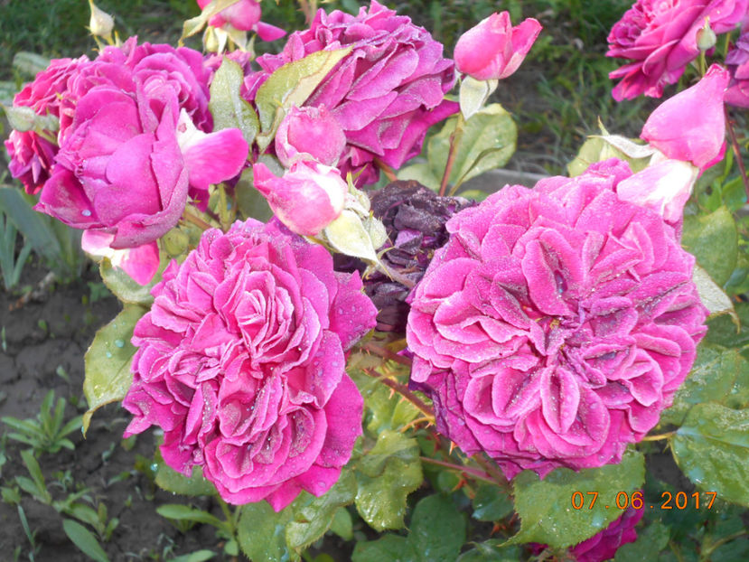 munstead wood - 4TRANDAFIRI 2017