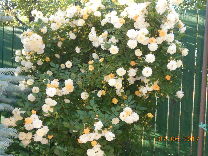 ghisleine de feligonde - 4TRANDAFIRI 2017