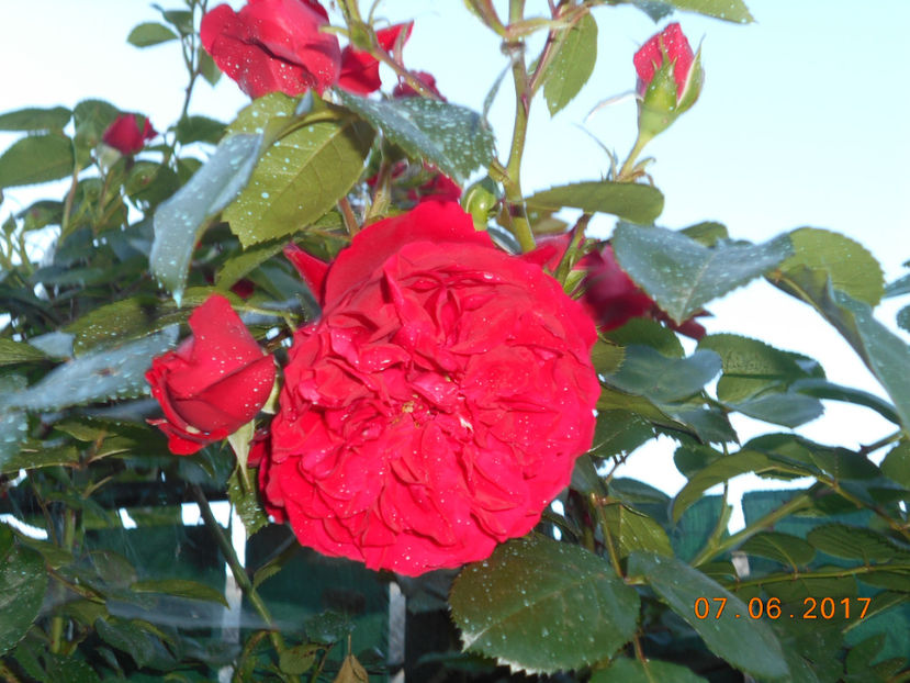 florentina - 4TRANDAFIRI 2017