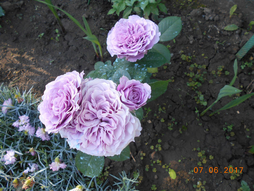 lavander ice - 4TRANDAFIRI 2017