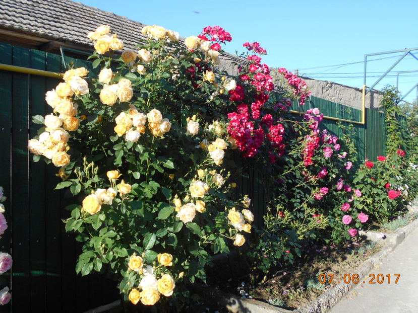 graham, dortmund si madame pereire - 4TRANDAFIRI 2017