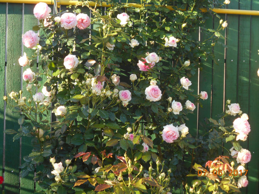 eden rose - 4TRANDAFIRI 2017