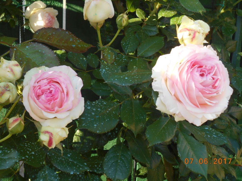 eden rose - 4TRANDAFIRI 2017