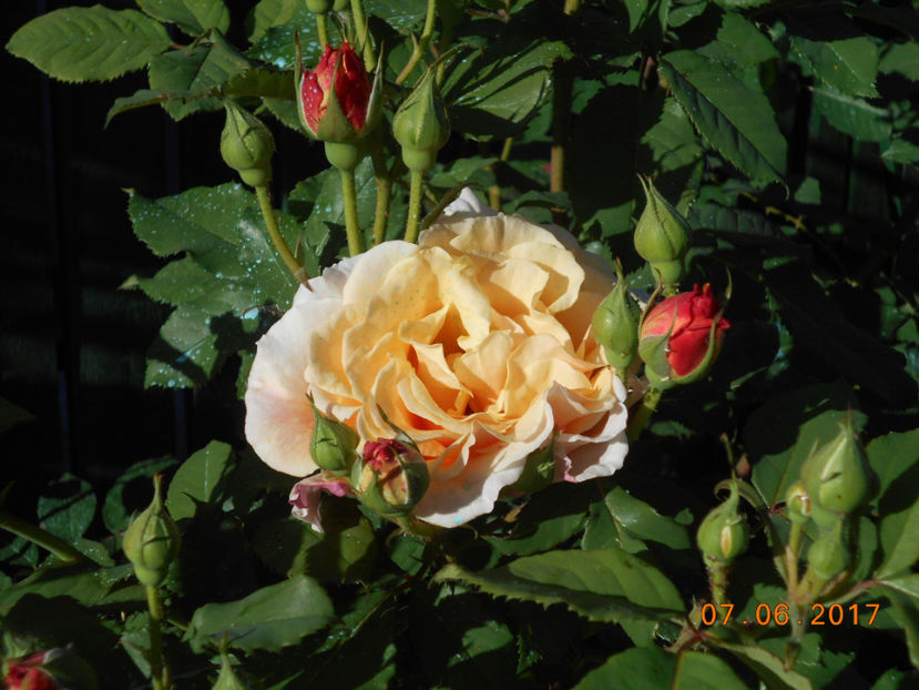 caramella - 4TRANDAFIRI 2017