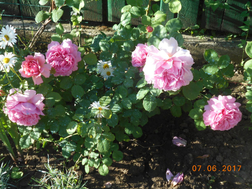 p alexandra of kent - 4TRANDAFIRI 2017