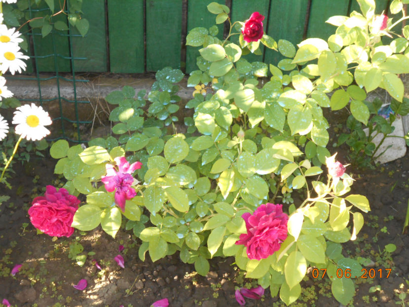 w s 2000 - 4TRANDAFIRI 2017