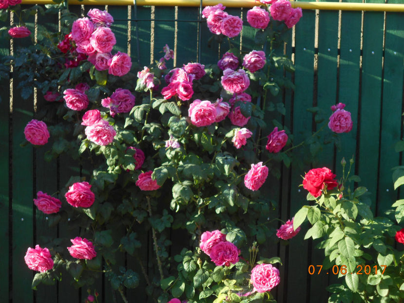 m isaac pereire - 4TRANDAFIRI 2017