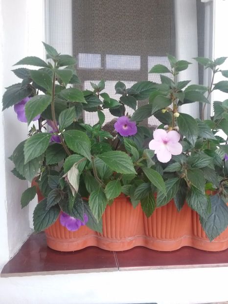  - Achimenes 2017-2018