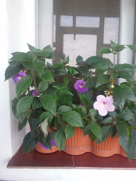  - Achimenes 2017-2018