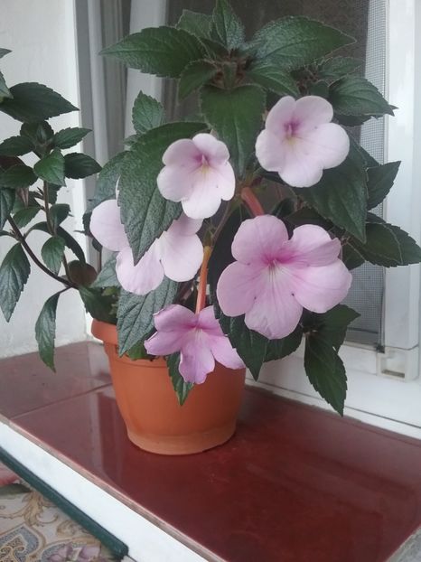  - Achimenes 2017-2018