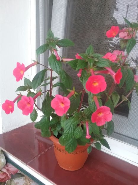  - Achimenes 2017-2018