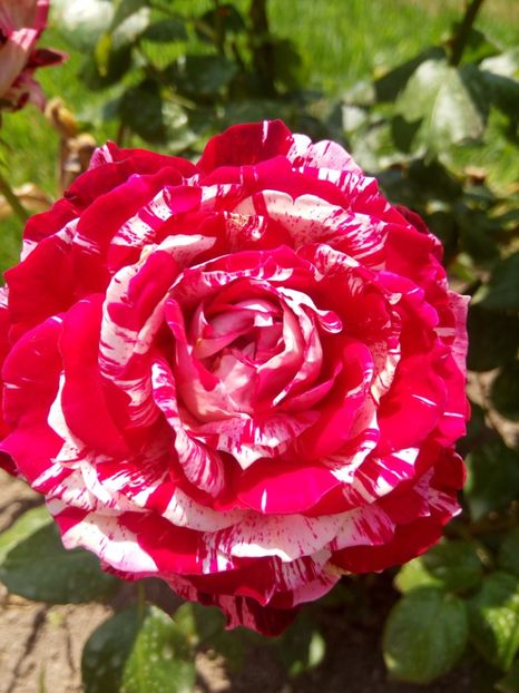Julio Iglesias - A Ultimii lăstari de trandafiri disponibili